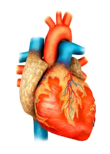 Human Heart Anatomy Prints: Front view of human heart