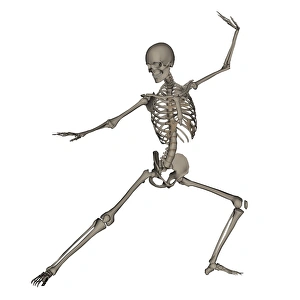 Front view of human skeleton in fighting stance Front view of human skeleton in fighting stance