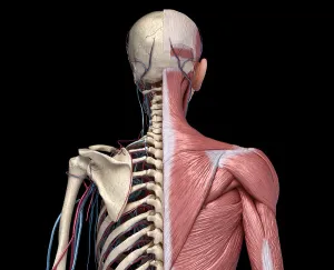 Cardiovascular System Diagram Prints: Front view of human torso skeleton with muscles