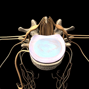 Human Spine Illustration Prints: Top view of an intervertebral disc
