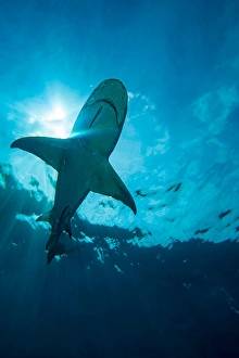 Lemon Shark Prints: A view looking up at a lemon shark