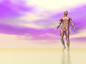 Front view of male musculature, pink background Front view of male musculature, pink background