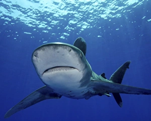 Front view of an oceanic whitetip shark, Cat Island, Bahamas Front view of an oceanic whitetip shark, Cat Island, Bahamas