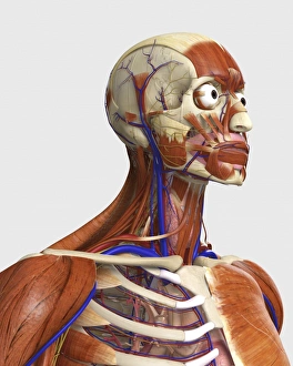 Side view showing human bones with muscles and circulatory system Side view showing human bones with muscles and circulatory system