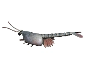 Waptia is an extinct arthropod from the Cambrian of Canada Waptia is an extinct arthropod from the Cambrian of Canada