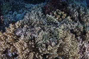 A well-camouflaged Crocodilefish lies on a coral reef in Indonesia A well-camouflaged Crocodilefish lies on a coral reef in Indonesia