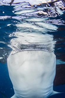 Whale shark breaching the surface while gulping water Whale shark breaching the surface while gulping water