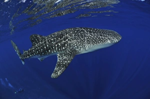 Whale shark reflected on surface, Christmas Island, Australia Whale shark reflected on surface, Christmas Island, Australia