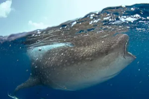Cartilaginous Fish Underwater Prints: Whale shark (Rhincodon typus), split image