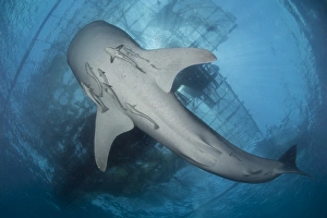 Whale shark seen from below with remoras clinging to its belly Whale shark seen from below with remoras clinging to its belly