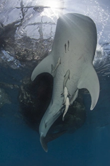 Whale shark swimming up to the surface with remora clinging to its belly Whale shark swimming up to the surface with remora clinging to its belly