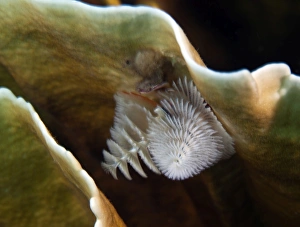 White Christmas Tree Worms, Key Largo, Florida White Christmas Tree Worms, Key Largo, Florida