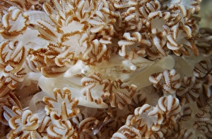 White porcelain crab in beige soft coral, North Sulawesi White porcelain crab in beige soft coral, North Sulawesi