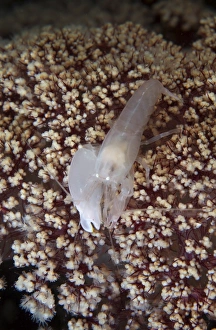 White snapping shrimp on purple coral, North Sulawesi, Indonesia White snapping shrimp on purple coral, North Sulawesi, Indonesia
