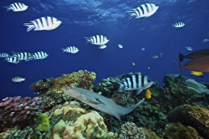 A Whitetip Reef Shark glides through a school of Scissortail Sergeant Major fish, Fiji A Whitetip Reef Shark glides through a school of Scissortail Sergeant Major fish, Fiji