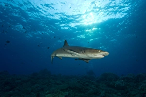 Whitetip reef shark, Kimbe Bay, Papua New Guinea Whitetip reef shark, Kimbe Bay, Papua New Guinea