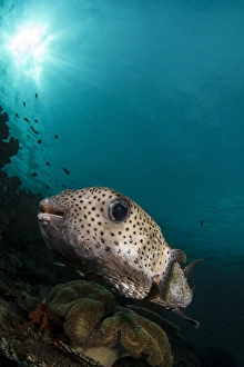 Wide-angle image of pufferfish, Raja Ampat, Indonesia Wide-angle image of pufferfish, Raja Ampat, Indonesia