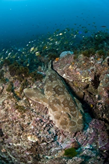 Wobbegong shark and cardinalfish, Byron Bay, Australia Wobbegong shark and cardinalfish, Byron Bay, Australia
