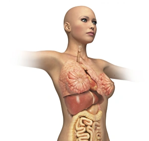 Woman body midsection with interior organs superimposed Woman body midsection with interior organs superimposed