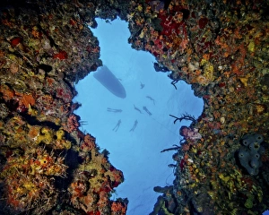 World champion free diver and his team shot from inside a sunken barge World champion free diver and his team shot from inside a sunken barge