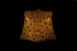 Yellow and black spotted boxfish, North Sulawesi, Indonesia Yellow and black spotted boxfish, North Sulawesi, Indonesia