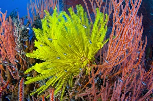 A yellow crinoid feather star against red fan coral, Papua New Guinea A yellow crinoid feather star against red fan coral, Papua New Guinea