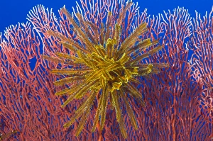 Yellow feather star on red sea fan, Papua New Guinea Yellow feather star on red sea fan, Papua New Guinea