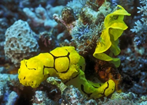 A yellow nudibranch crawling away from its mass egg ribbon, Papua New Guinea A yellow nudibranch crawling away from its mass egg ribbon, Papua New Guinea