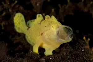 Yellow painted frogfish, side profile on volcanic sand, Bali Yellow painted frogfish, side profile on volcanic sand, Bali