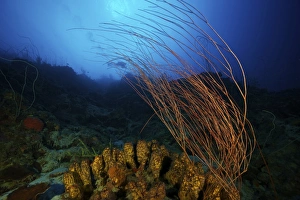 Yellow tube sponges and a large group of whip coral adorn the deep reef of Bonaire Yellow tube sponges and a large group of whip coral adorn the deep reef of Bonaire