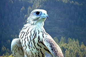 Yeti, a hybrid white gyrfalcon and saker falcon Yeti, a hybrid white gyrfalcon and saker falcon
