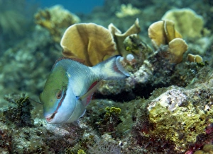 A young Redband Parrotfish, Key Largo, Florida A young Redband Parrotfish, Key Largo, Florida