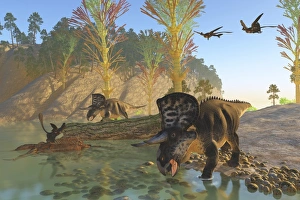 Zuniceratops dinosaurs drinking water from a river Zuniceratops dinosaurs drinking water from a river