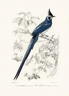 Black Throated Magpie Jay