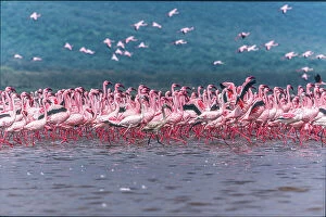 Nakuru Collection: Lake Nakuru Flamingos