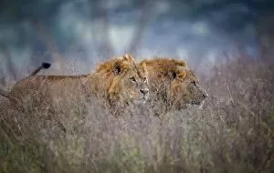 Nakuru Collection: Lions coming through the heather