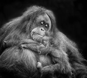 Mother's Love