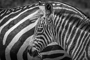 Nakuru Collection: A striped monochrome