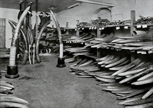 Ivory store cellar, No. 6 Norfolk Street, Joseph Rodgers and Sons Ltd, cutlery manufacturers, 1911 Ivory store cellar, No. 6 Norfolk Street, Joseph Rodgers and Sons Ltd, cutlery manufacturers, 1911