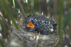 12 day chick of European cuckoo (Cuculus canorus) in Reed warblers (Acrocephalus 12 day chick of European cuckoo (Cuculus canorus) in Reed warblers (Acrocephalus