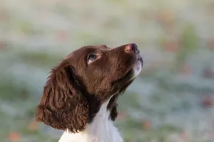 12 week old springer spaniel puppy in training. Wiltshire, UK 12 week old springer spaniel puppy in training. Wiltshire, UK