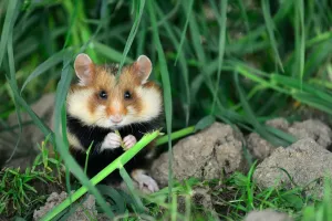 Prints of Common hamster feeding (Cricetus cricetus). Alsace, France, April, captive Calomyscidae Prints: Common hamster feeding print, captive