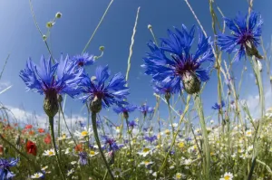Cornflowers in Fallow Fields Print