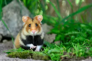 Prints of Portrait of a common hamster (Cricetus cricetus). Alsace, France, April, captive Calomyscidae Prints: Common Hamster Print - Captive Portrait