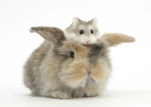 Prints of Baby rabbit with a Roborovski Hamster (Phodopus roborovskii) sitting on its head Calomyscidae Prints: Baby Rabbit with Roborovski Hamster Print