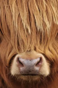 Highland Cow Prints: Highland Cow Print, Isle of Mull, Scotland