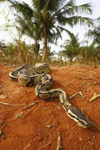 2018 October Highlights Prints: Royal python print, a photograph of a Royal python in controlled conditions