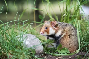 Prints of Common hamster (Cricetus cricetus), Alsace, France, June, captive Calomyscidae Prints: Common hamster Print, captive animal photograph