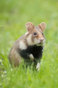 Prints of RF - European hamster (Cricetus cricetus). Austria Calomyscidae Prints: RF Print of a European hamster in Austria