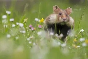 Prints of RF - European hamster (Cricetus cricetus) with cheek pouches full, Austria Calomyscidae Prints: RF European Hamster Print with Cheek Pouches Full
